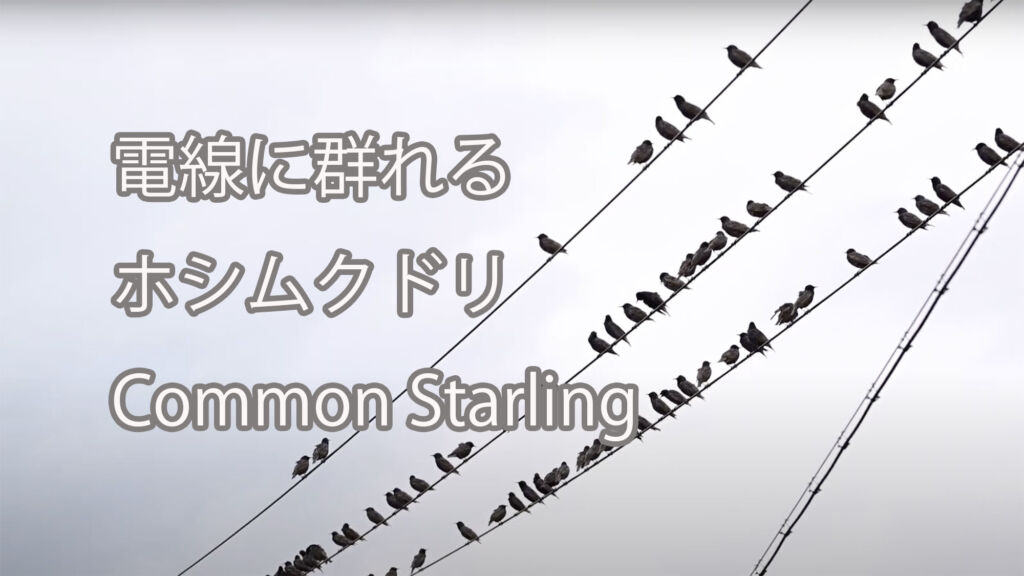 【電線に群れる】 ホシムクドリ  Common Starling