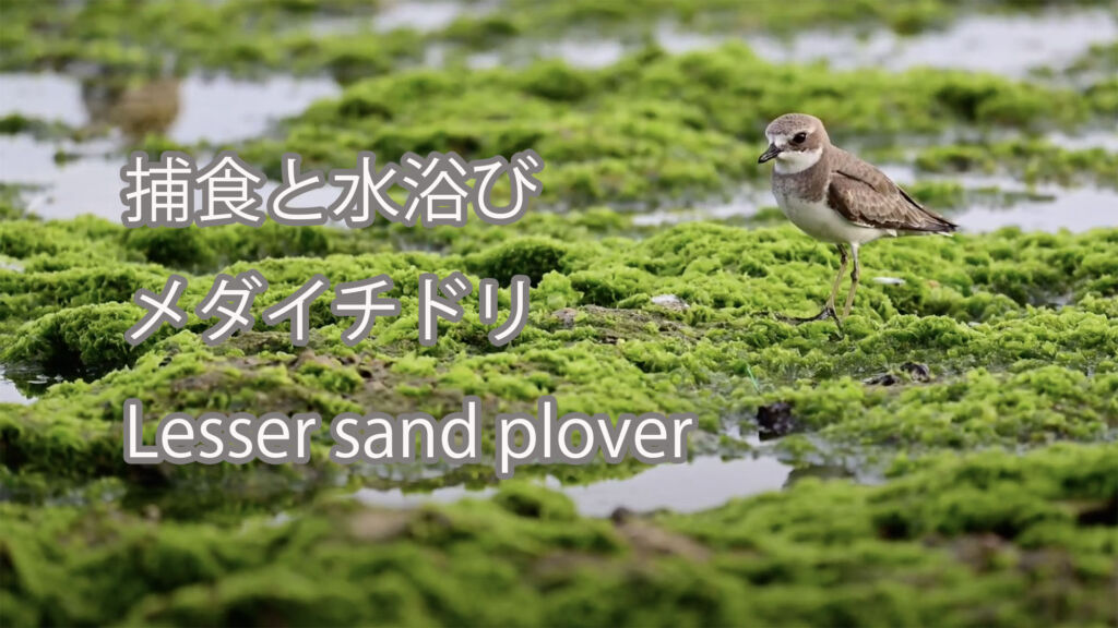 【捕食と水浴び】 メダイチドリ  Lesser sand plover