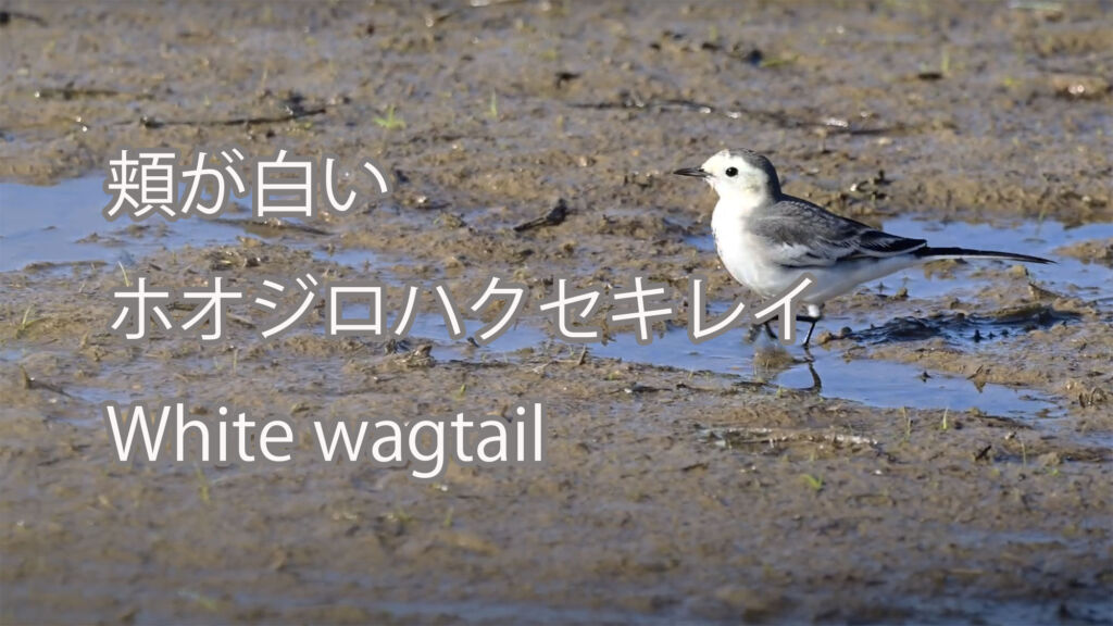 【頬が白い】ホオジロハクセキレイ White wagtail