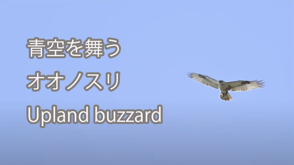 【青空を舞う】オオノスリ Upland buzzard