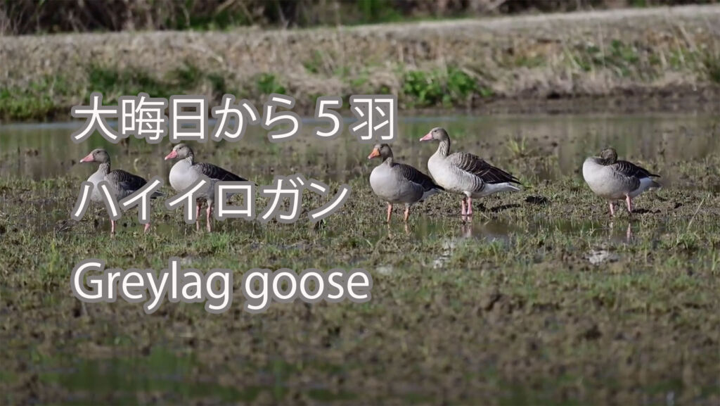 【大晦日から５羽】ハイイロガン Greylag goose