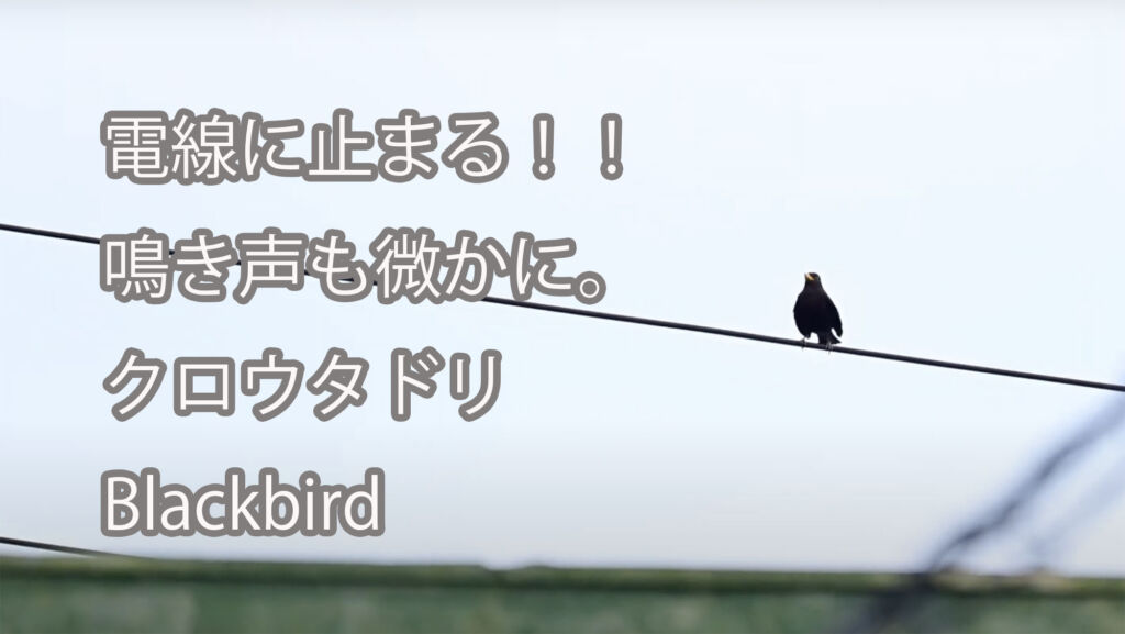 【電線に止まる！！鳴き声も微かに。】クロウタドリ Blackbird