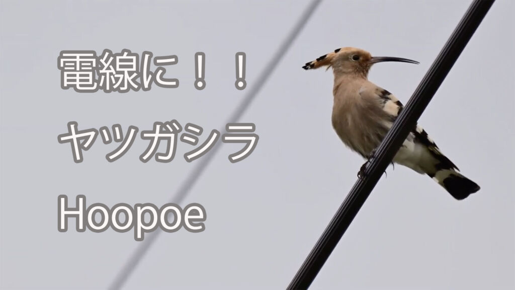 【電線に！！】ヤツガシラ  Hoopoe