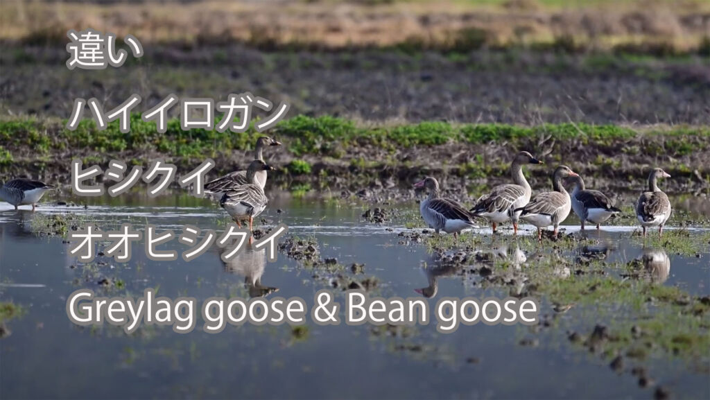 【違い】 ハイイロガン、ヒシクイ、オオヒシクイ   Greylag goose & Bean goose