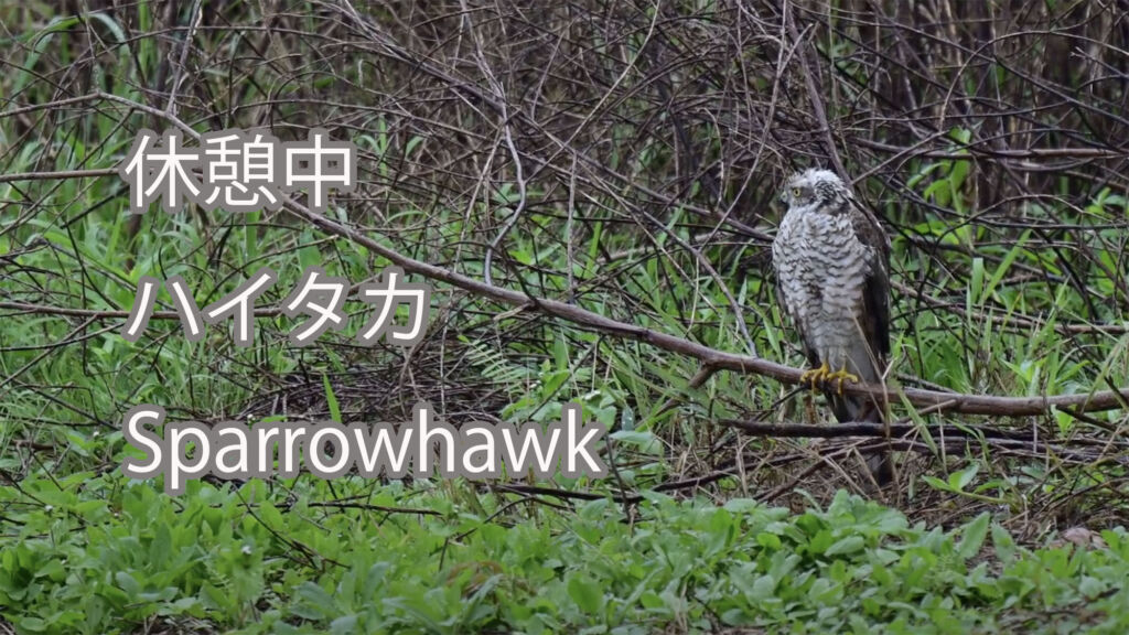 【休憩中】ハイタカ Sparrowhawk