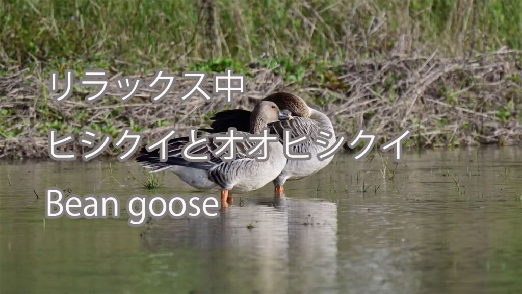 【リラックス中】ヒシクイとオオヒシクイ Bean goose