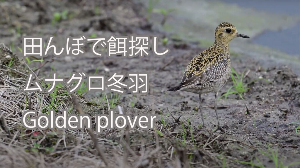 【田んぼで餌探し】ムナグロ冬羽 Golden plover