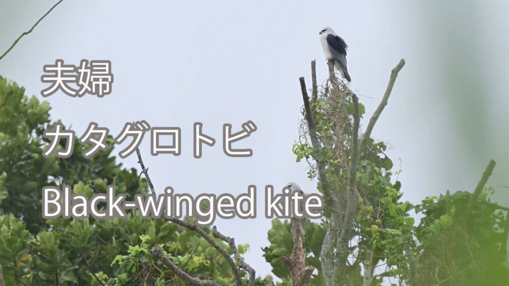 【夫婦】カタグロトビ Black-winged kite