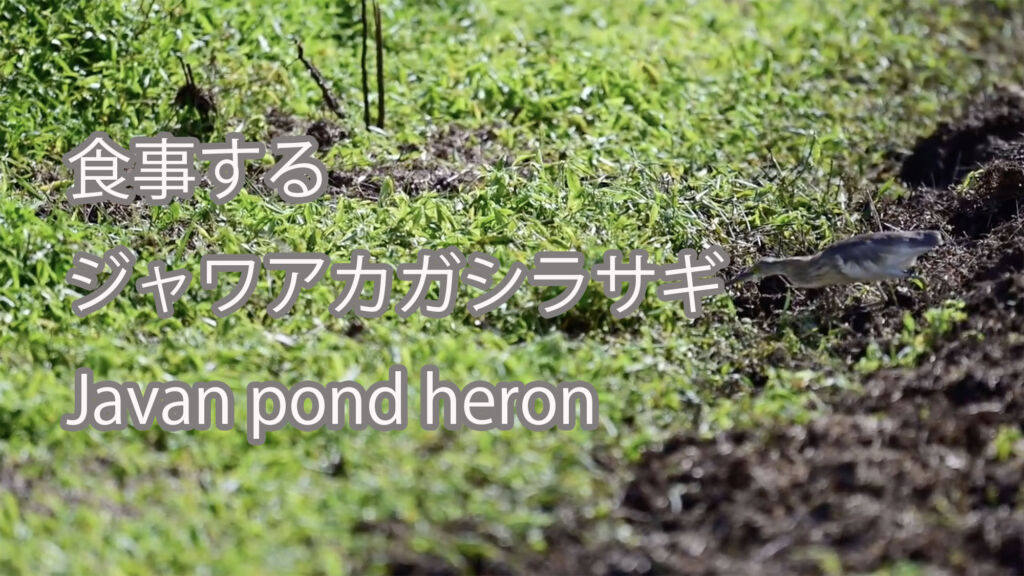 【食事する】ジャワアカガシラサギ Javan pond heron