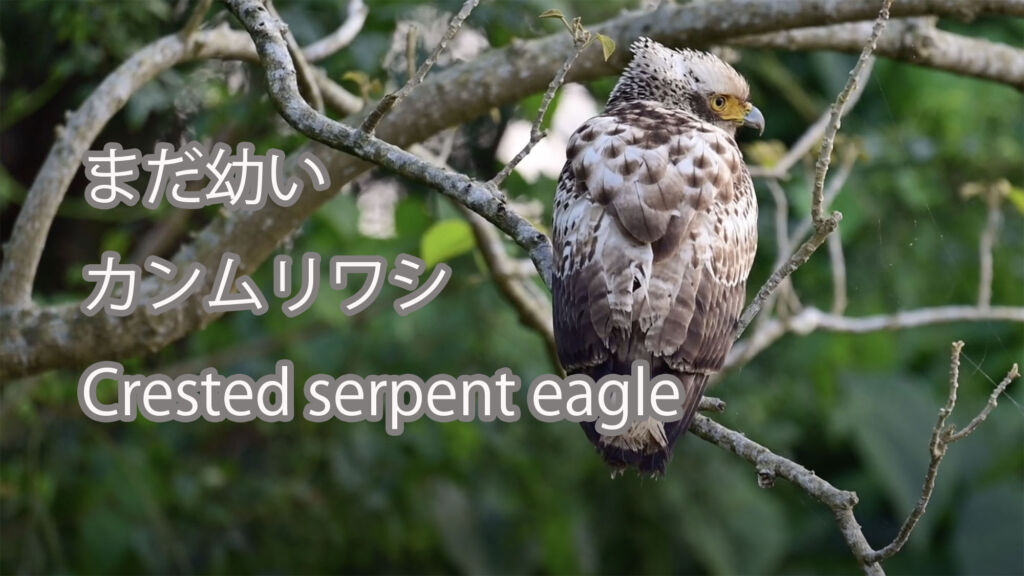 【まだ幼い】カンムリワシ Crested serpent eagle