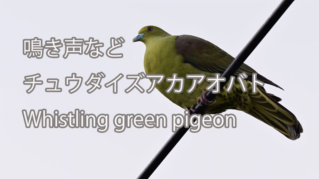 【鳴き声など】チュウダイズアカアオバト Whistling green pigeon