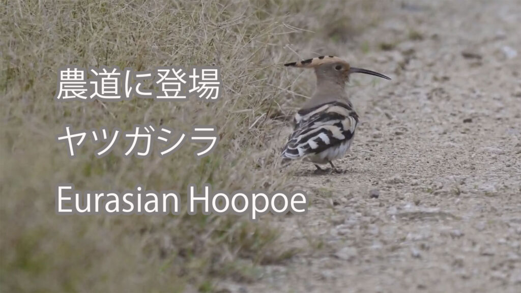 【農道に登場】 ヤツガシラ  Eurasian Hoopoe