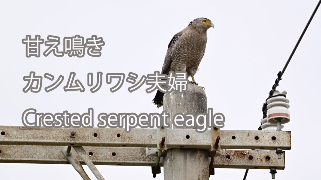 【甘え鳴き】カンムリワシ夫婦 Crested serpent eagle