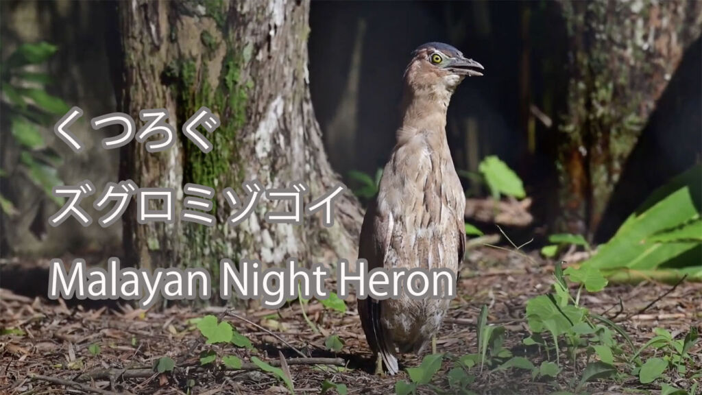 【くつろぐ】ズグロミゾゴイ Malayan Night Heron