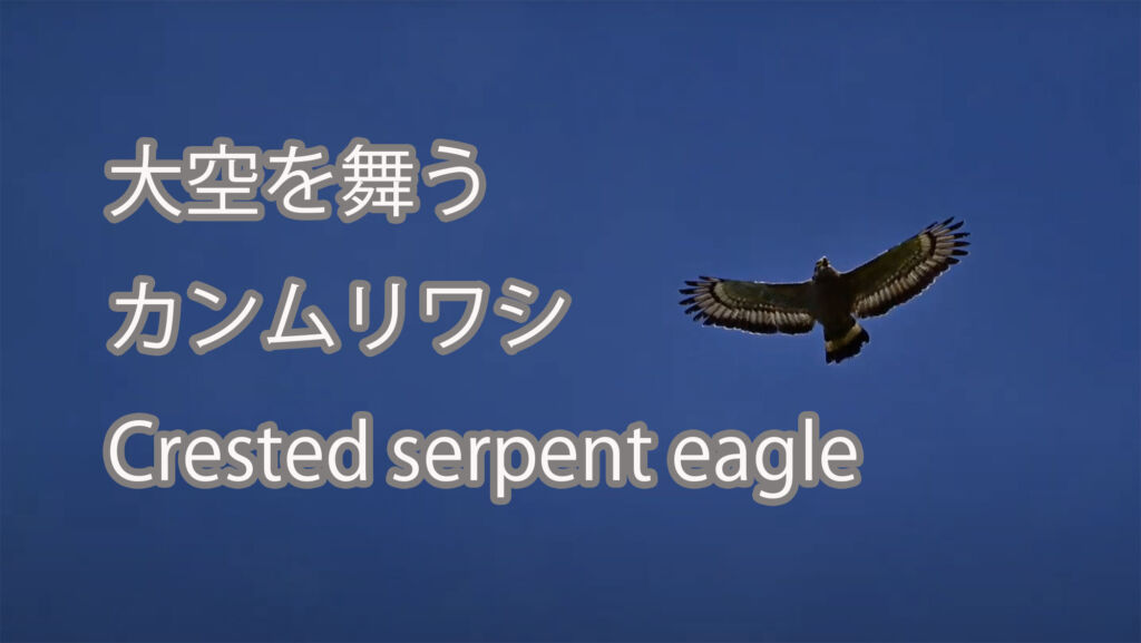 【大空を舞う】 カンムリワシ Crested serpent eagle