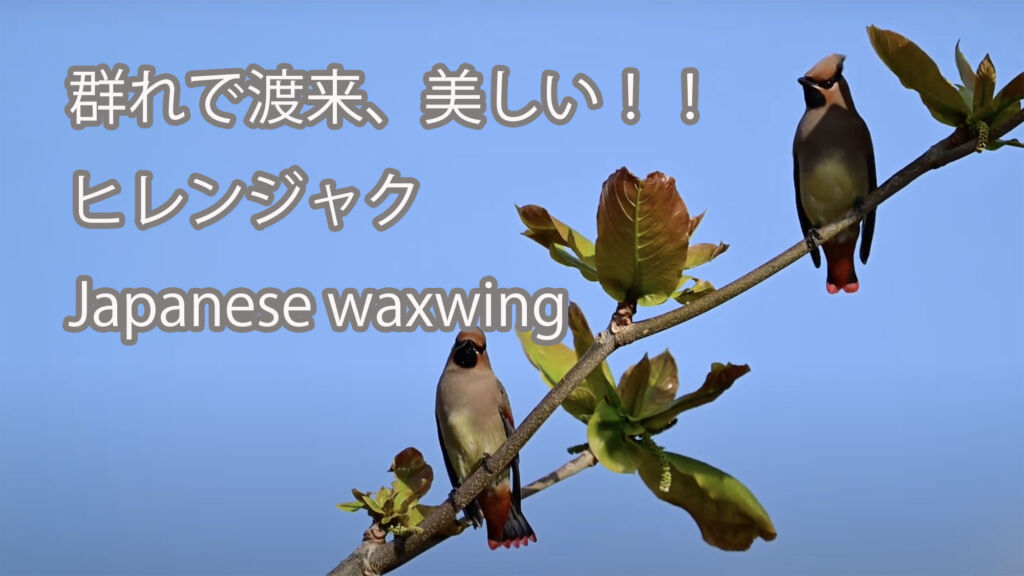 【群れで渡来、美しい！！】ヒレンジャク Japanese waxwing