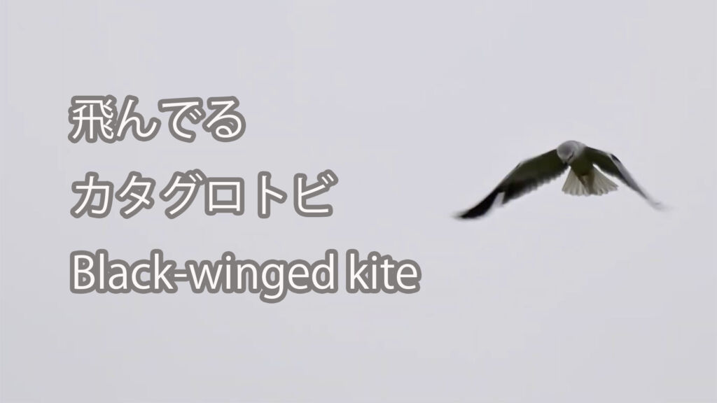【飛んでる】カタグロトビ Black-winged kite