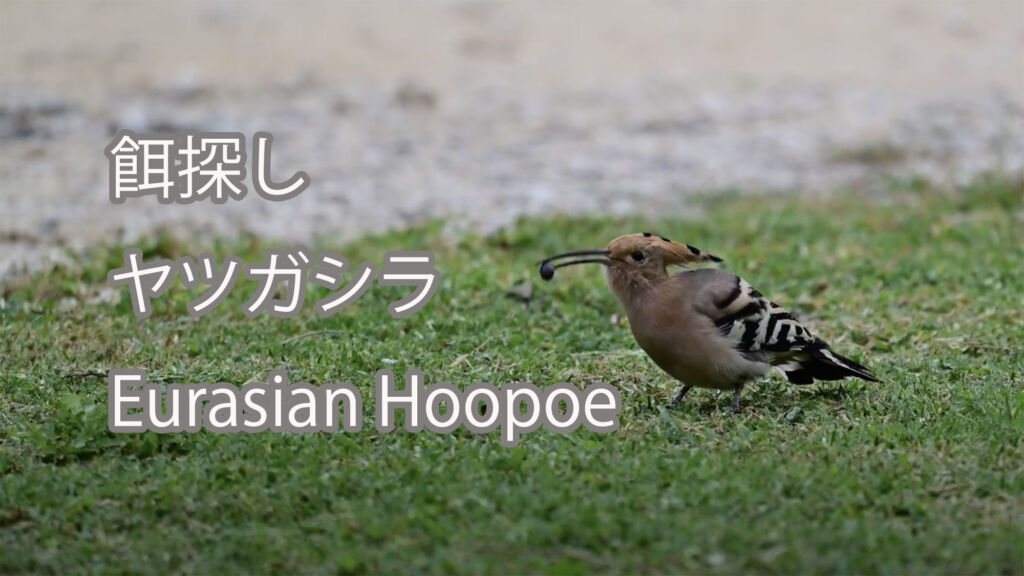 【餌探し】ヤツガシラ Eurasian Hoopoe