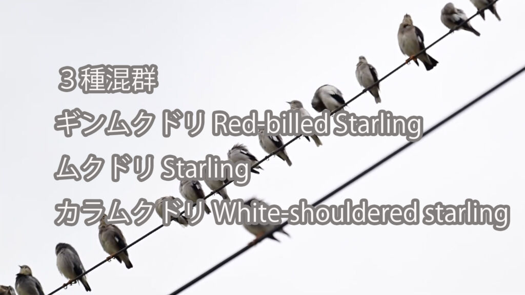 【３種混群】ギンムクドリ Red-billed Starling、ムクドリ Starling、カラムクドリ White-shouldered starling