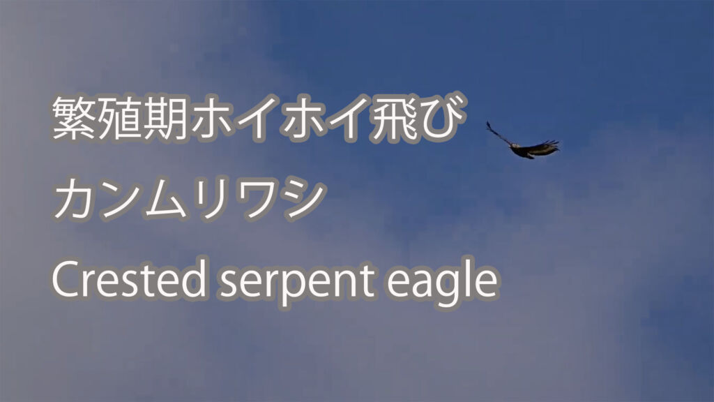 【繁殖期ホイホイ飛び】カンムリワシ Crested serpent eagle