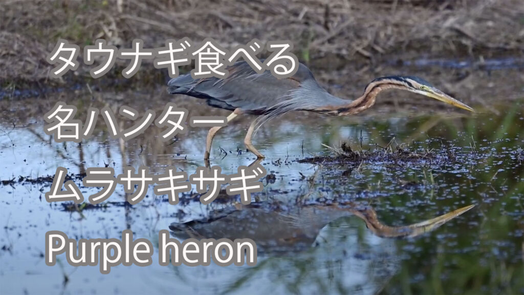 【タウナギ食べる】名ハンター　ムラサキサギ Purple heron