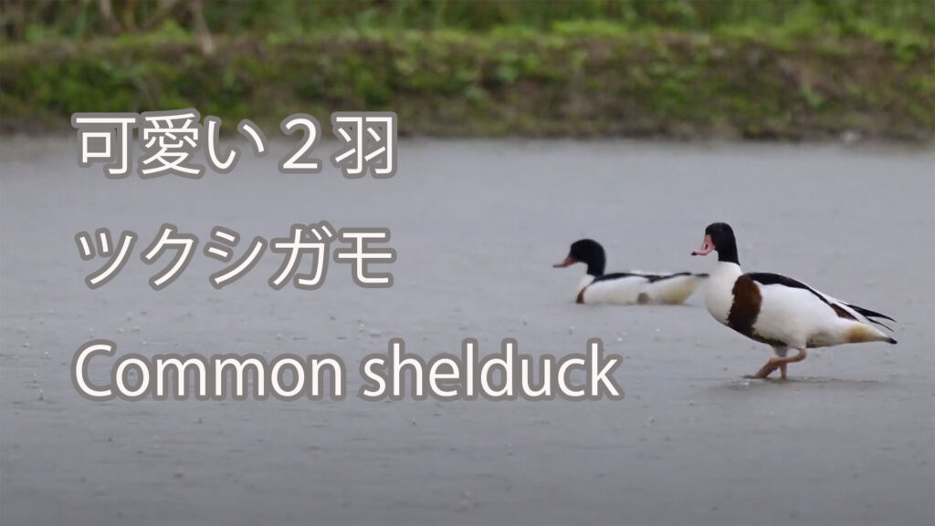 【可愛い２羽】ツクシガモ Common shelduck