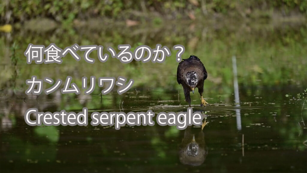 【何食べているのか？】カンムリワシ Crested serpent eagle
