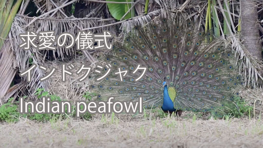 【求愛の儀式】インドクジャク Indian peafowl