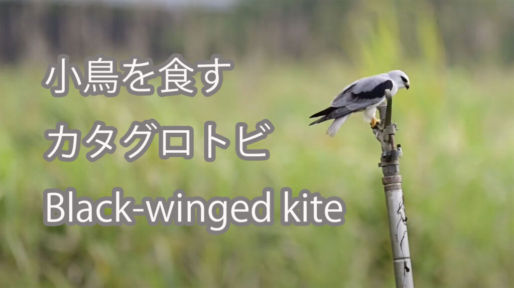 【小鳥を食す】カタグロトビ Black-winged kite