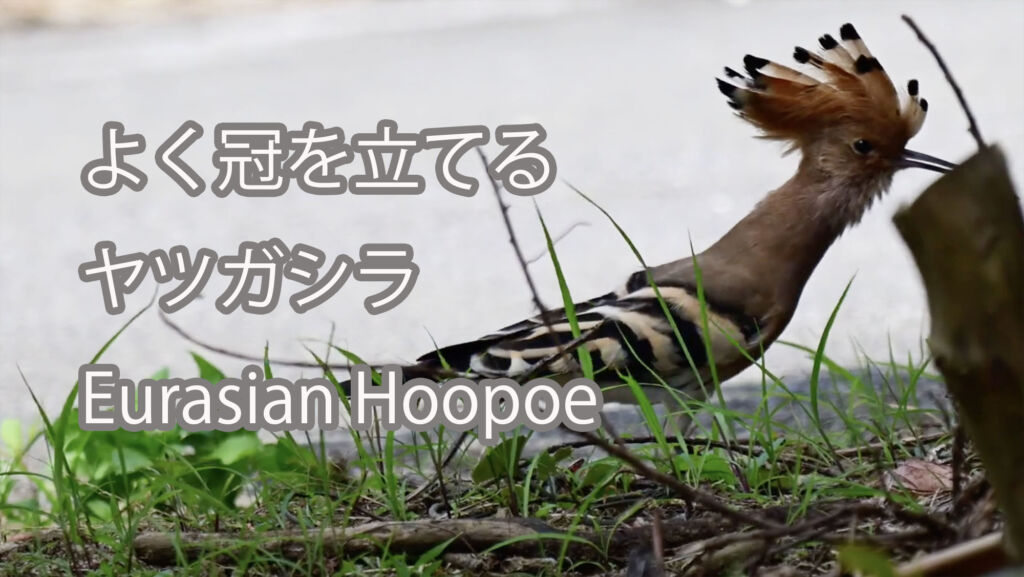 【よく冠を立てる】ヤツガシラ Eurasian Hoopoe