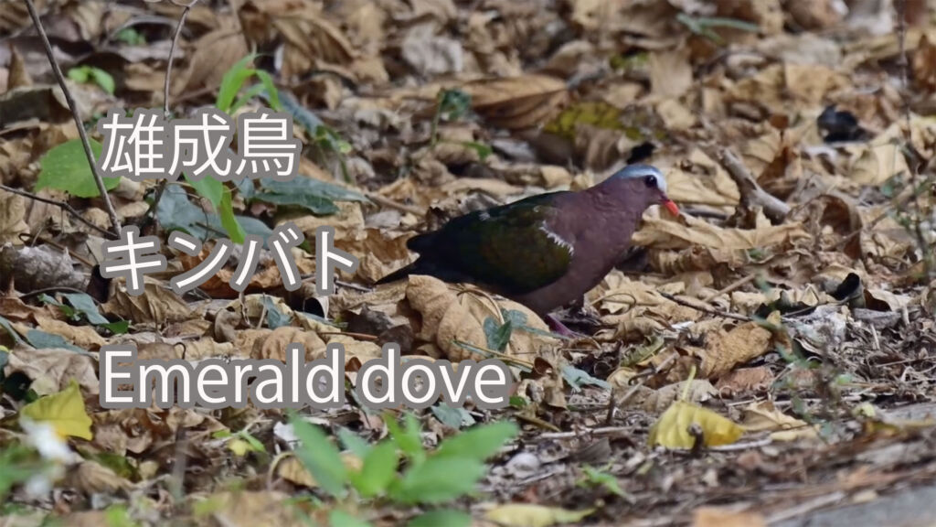 【雄成鳥】キンバト Emerald dove