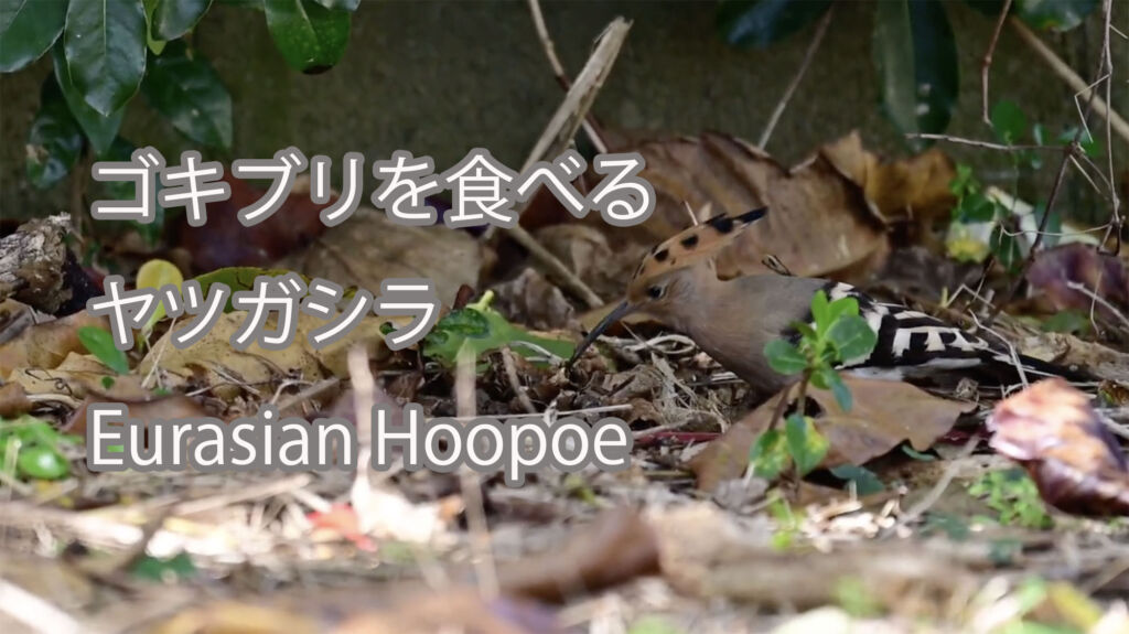 【ゴキブリを食べる】ヤツガシラ Eurasian Hoopoe