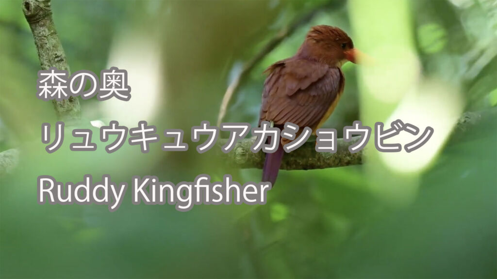 【森の奥】 リュウキュウアカショウビン  Ruddy Kingfisher