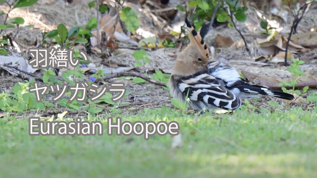 【羽繕い】ヤツガシラ Eurasian Hoopoe