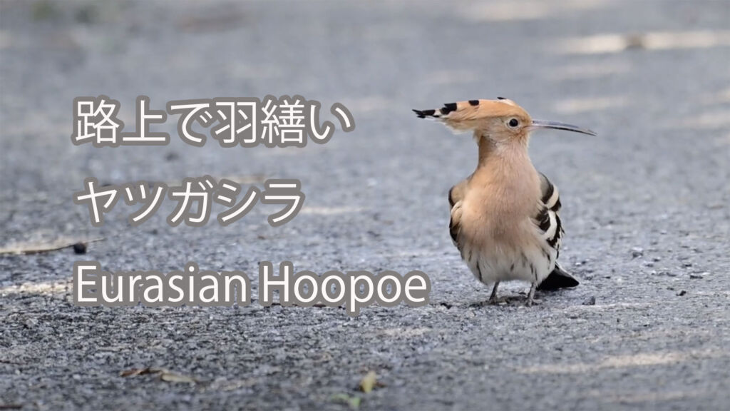 【路上で羽繕い】ヤツガシラ Eurasian Hoopoe