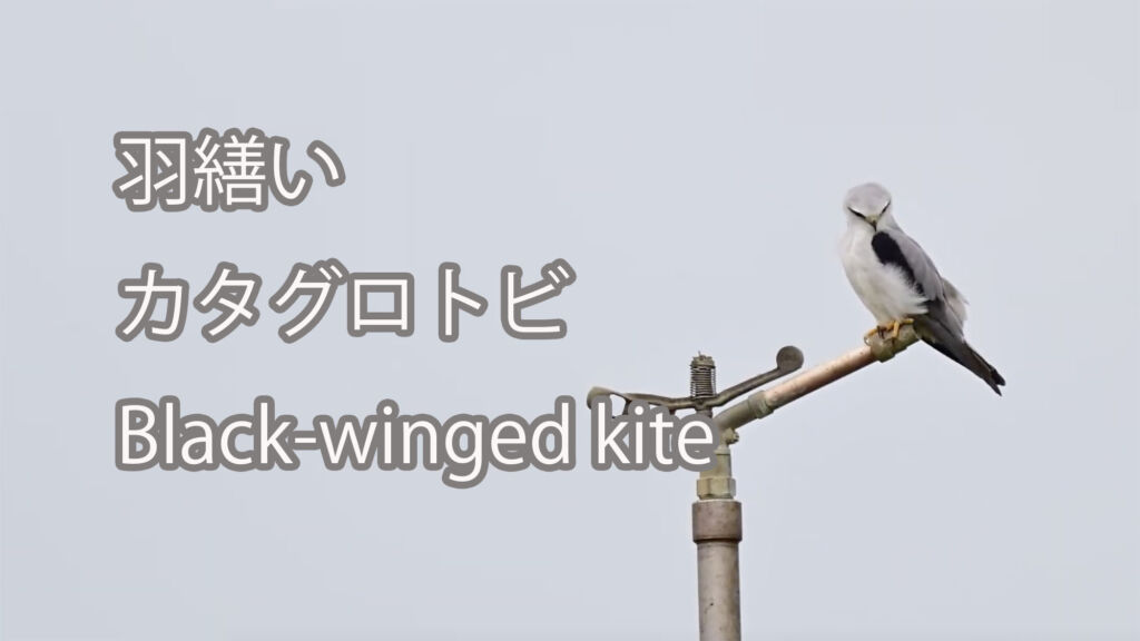 【羽繕い】カタグロトビ Black-winged kite