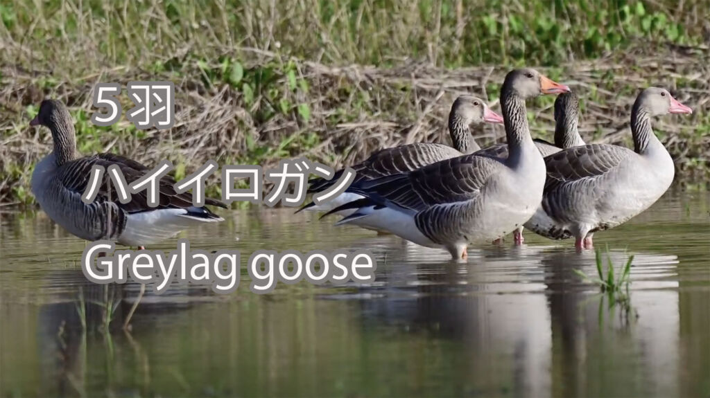 【５羽】ハイイロガン Greylag goose