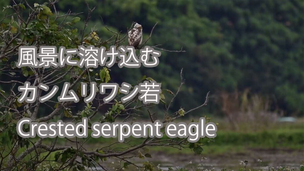 【風景に溶け込む】 カンムリワシ若  Crested serpent eagle