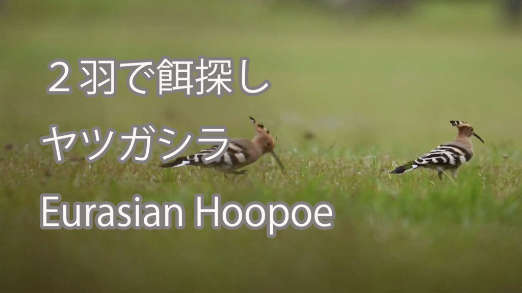 【２羽で餌探し】ヤツガシラ Eurasian Hoopoe