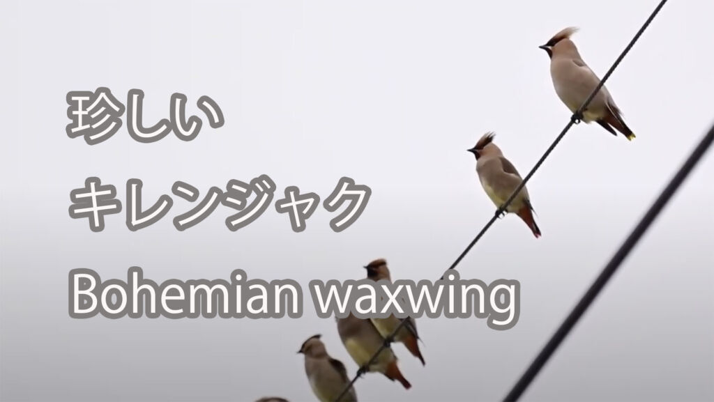 【珍しい】キレンジャク Bohemian waxwing