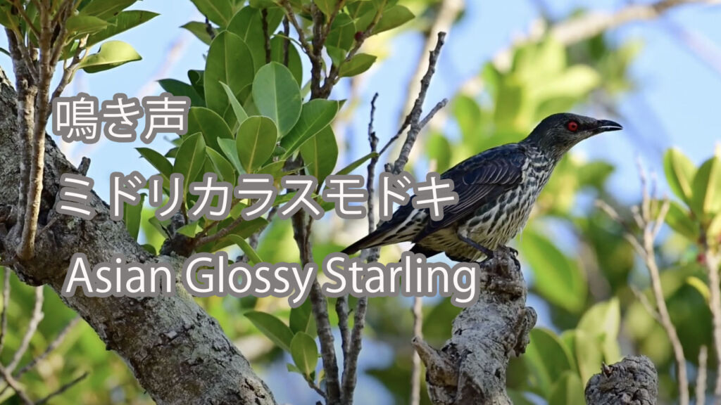 【鳴き声】ミドリカラスモドキ Asian Glossy Starling