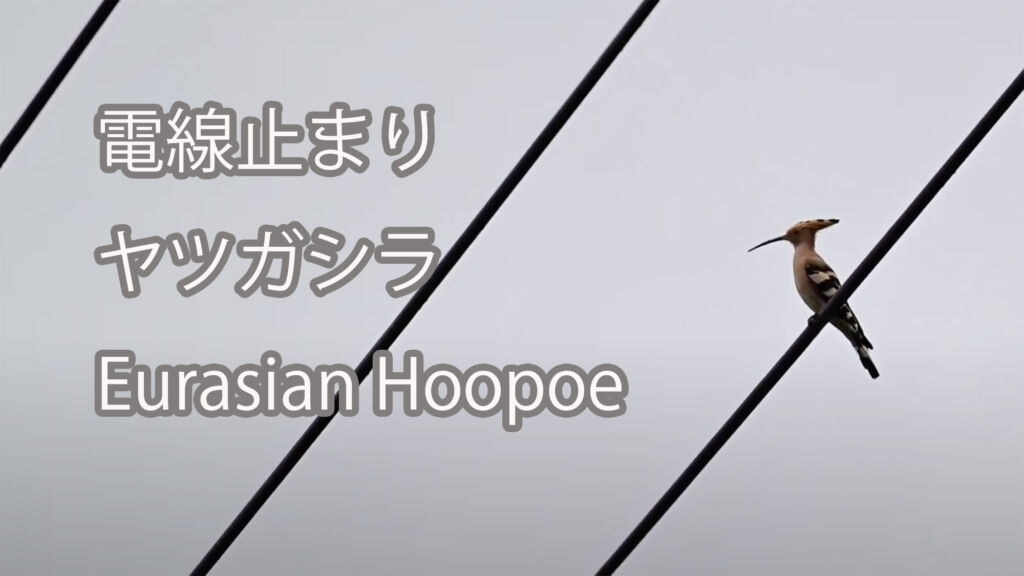 【電線止まり】ヤツガシラ Eurasian Hoopoe