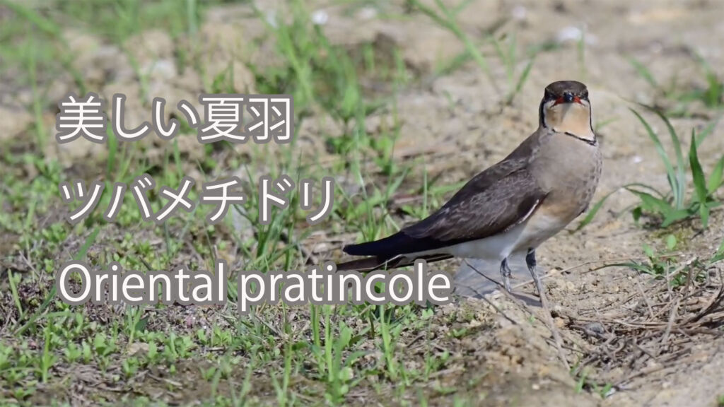 【美しい夏羽】ツバメチドリ Oriental pratincole