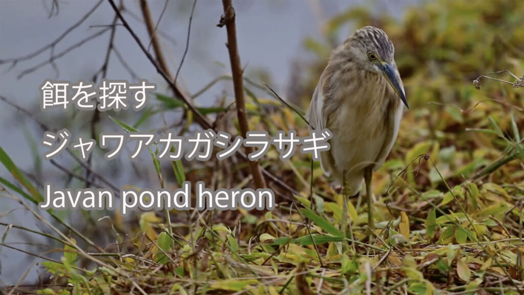 【餌を探す】ジャワアカガシラサギ Javan pond heron