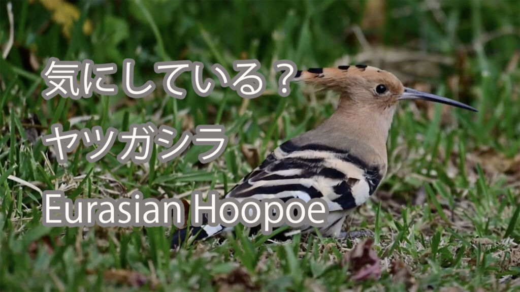 【気にしている？】ヤツガシラ Eurasian Hoopoe