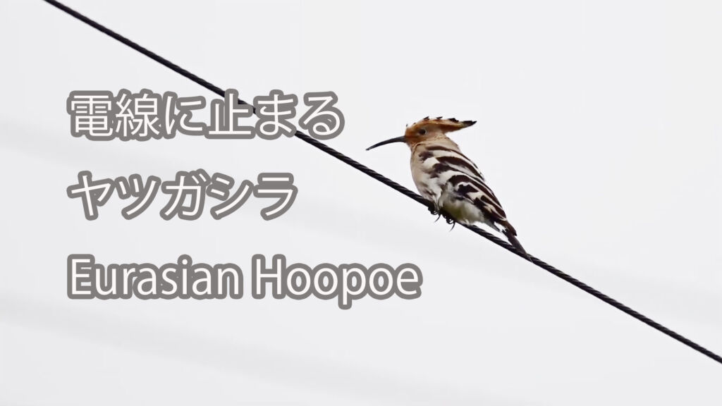 【電線に止まる】ヤツガシラ Eurasian Hoopoe