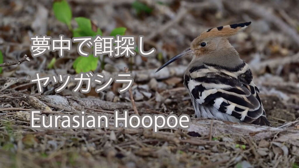 【夢中で餌探し】ヤツガシラ Eurasian Hoopoe