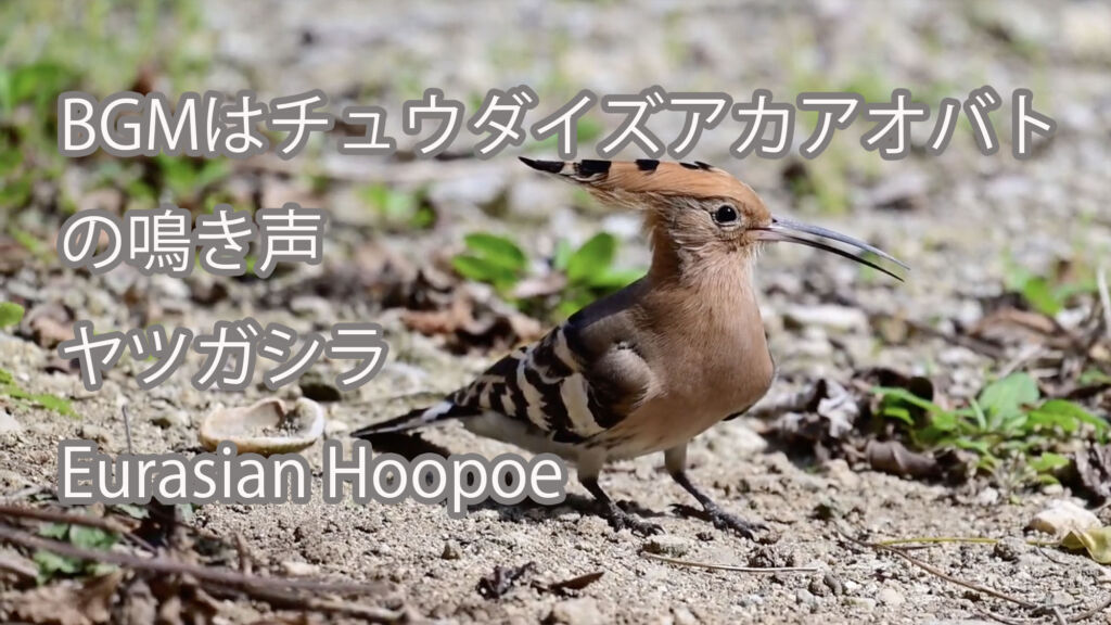 【BGMはチュウダイズアカアオバトの鳴き声】ヤツガシラ Eurasian Hoopoe