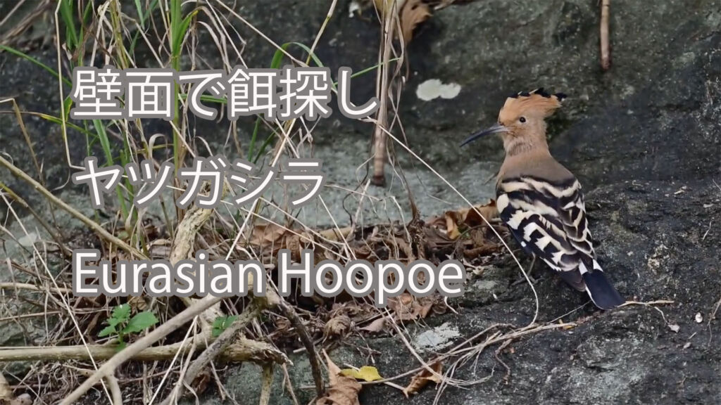 【壁面で餌探し】ヤツガシラ Eurasian Hoopoe