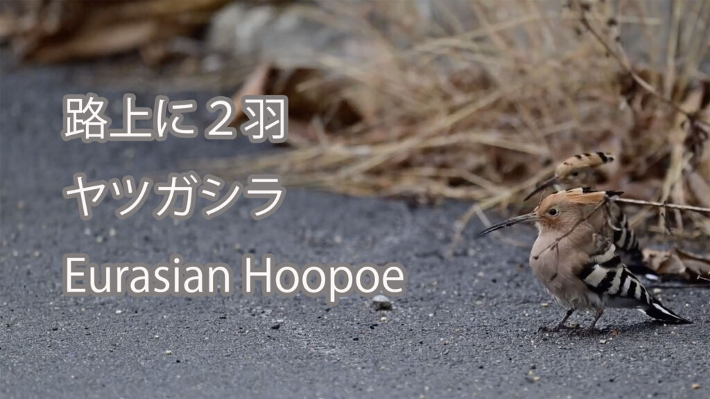 【路上に２羽】ヤツガシラ Eurasian Hoopoe